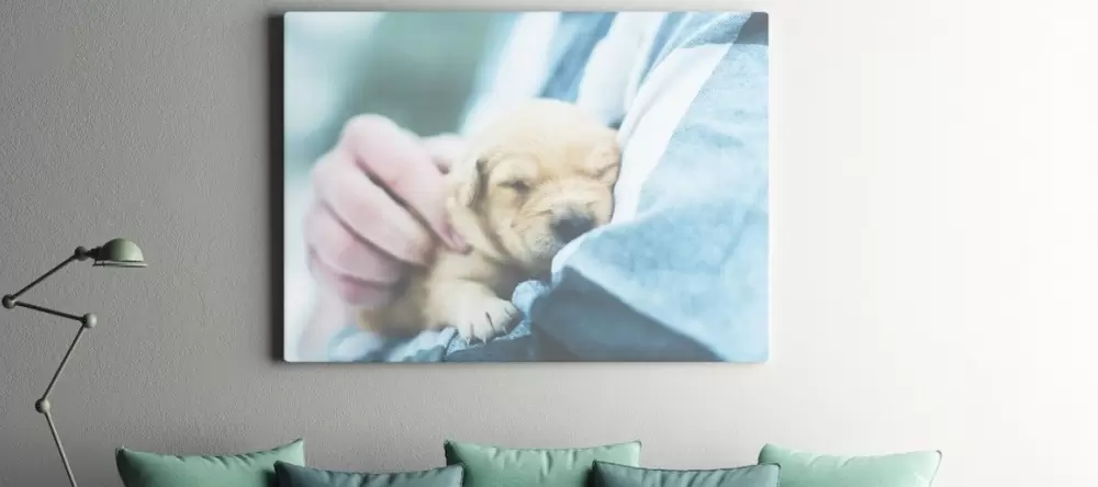 Hanging pictures without nails. Picture on wall showing man holding puppy.