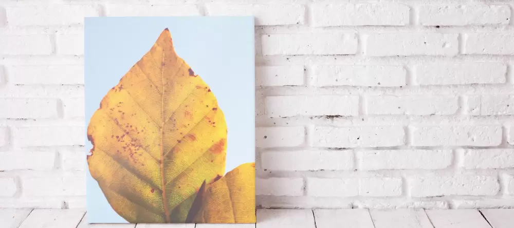 Hanging pictures without nails. Picture of leaf leaning against wall.