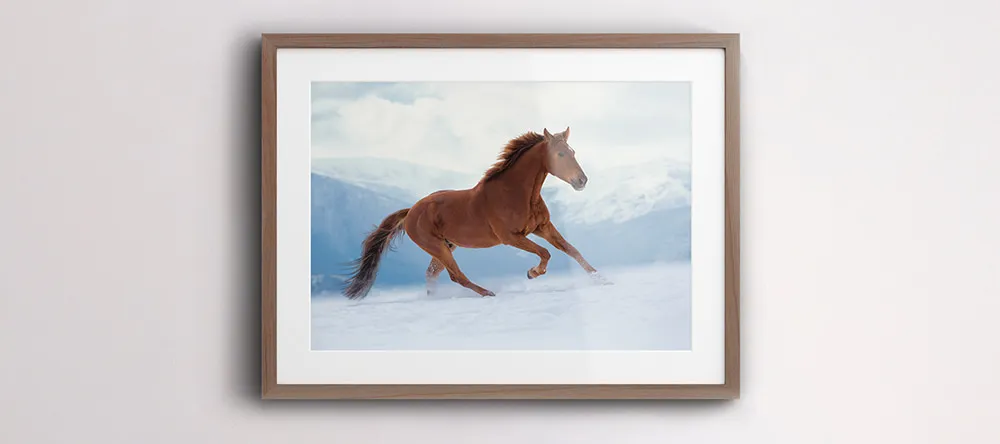 Different Types of Picture Frames. Framed photo of horse against wall.