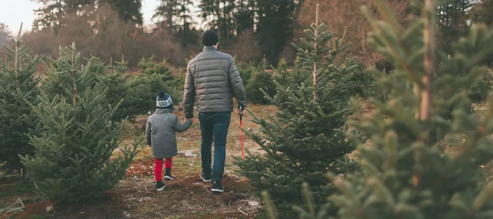 How to Decorate a Christmas Tree. Man and boy at Christmas tree farm.