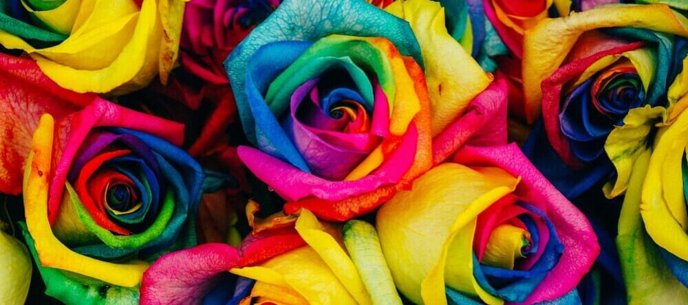 What is a Giclee Print? Roses painted in vibrant colours.