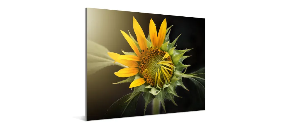What is an aluminium print. Aluminium photo print with sun flower.