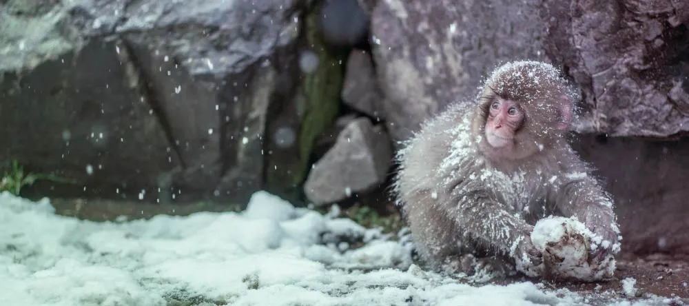 Personalised Photo Christmas Cards. Adorable infant monkey in blizzard.