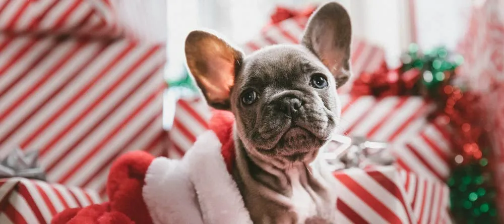 Personalised Photo Christmas Cards. Adorable closeup of pug in Christmas setting. 