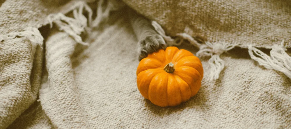 Latest lifestyle trend. Personalised photo blanket. Cat's paw grabbing a pumpkin. 
