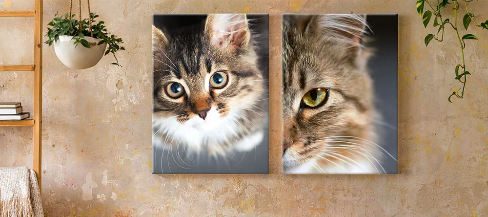 Cat Canvas Art: Our Favourite Felines on Canvas. Stunning close-up phot of a cat.