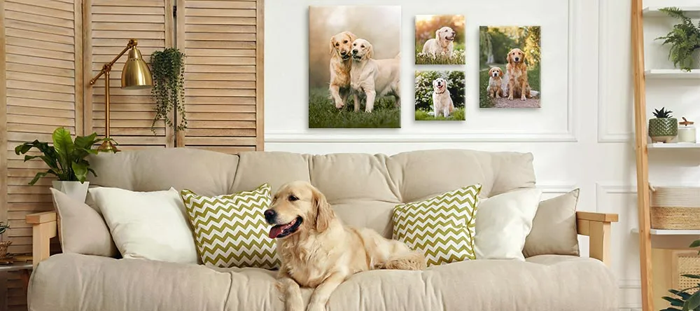 Dog Canvas Art: Man’s Best Friend on Canvas. Beautiful dog-themed canvas prints with photos of golden retrievers.