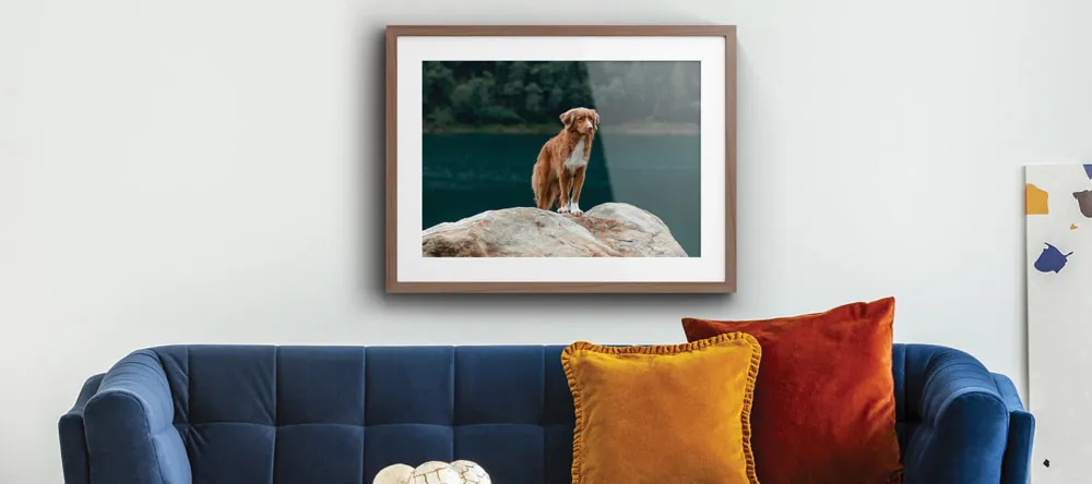 Glossy vs Matte Prints. Photo print of dog on wall above sofa.