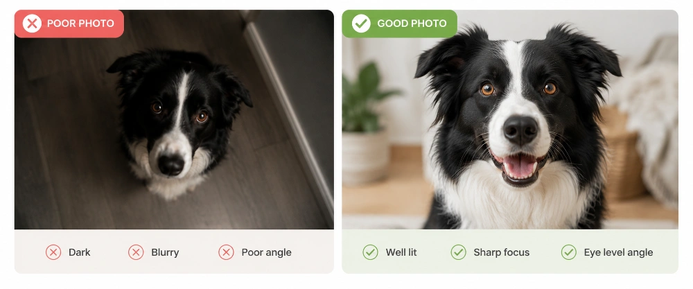 Side-by-side comparison of a poor pet photo (dark, blurry, shot from above) and a good one (well lit, sharp, taken at eye level) of a Border Collie
